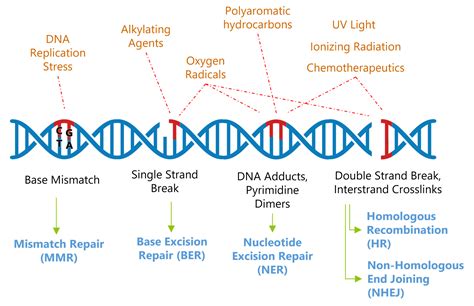 what are the results of dna replication|Molecular mechanism of DNA replication .
